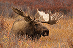 wildlife;Bull-Moose;Moose;Alces-alces;Denali;bedded-down;Alaska;AK;D5;2016