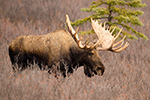 wildlife;Bull-Moose;Moose;Alces-alces;Denali;Alaska;AK;D4s;2015