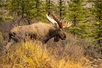 wildlife;Bull-Moose;Moose;Alces-alces;Denali;Alaska;AK;D4s;2015