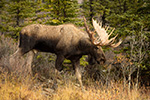 wildlife;Bull-Moose;Moose;Alces-alces;Denali;Alaska;AK;D4s;2015