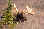 wildlife;Bull-Moose;Moose;Alces-alces;Denali;Alaska;AK;D4s;2015