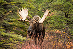 wildlife;Bull-Moose;Moose;Alces-alces;woods;forest;Denali;Alaska;AK;D4s;2015