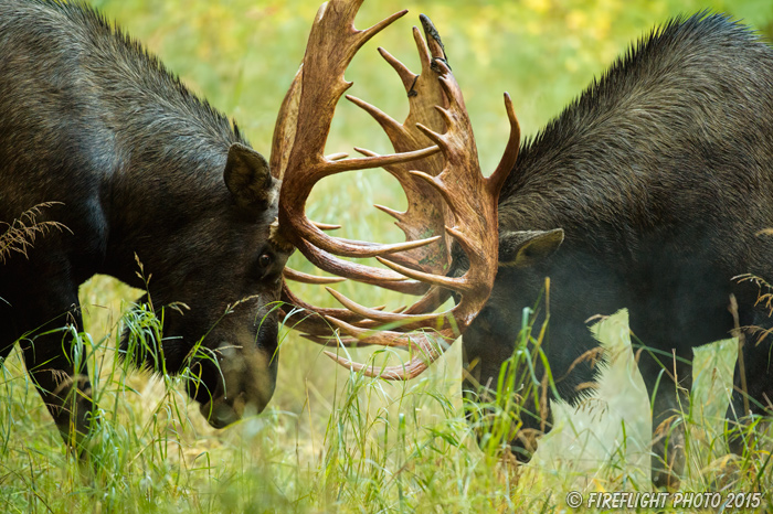 wildlife;Bull Moose;Moose;fight;sparring;Alces alces;Anchorage;Alaska;AK;D4s;2015