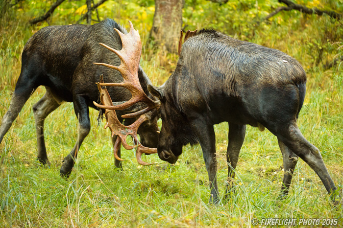 wildlife;Bull Moose;Moose;fight;sparring;Alces alces;Anchorage;Alaska;AK;D4s;2015