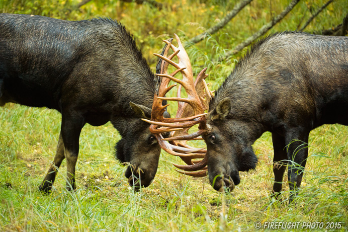 wildlife;Bull Moose;Moose;fight;sparring;Alces alces;Anchorage;Alaska;AK;D4s;2015