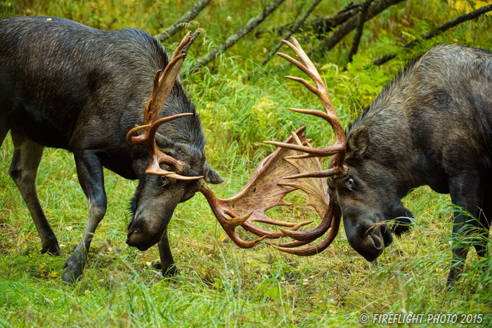 wildlife;Bull Moose;Moose;fight;sparring;Alces alces;Anchorage;Alaska;AK;D4s;2015