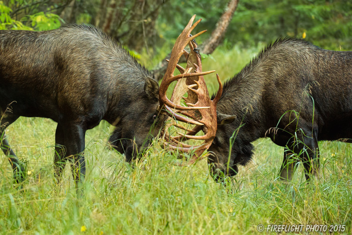 wildlife;Bull Moose;Moose;fight;sparring;Alces alces;Anchorage;Alaska;AK;D4s;2015