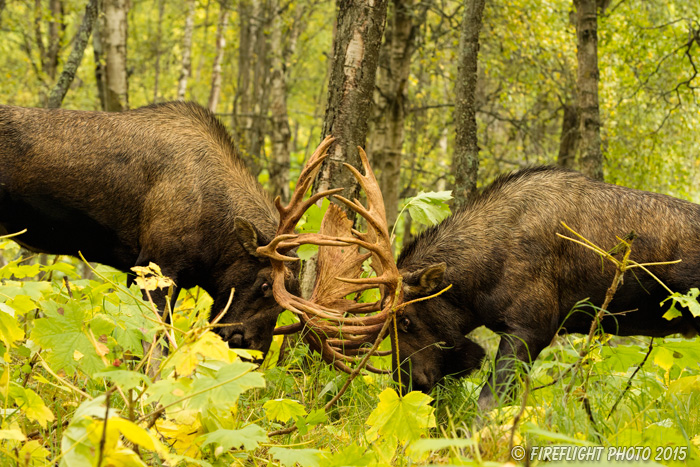 wildlife;Bull Moose;Moose;fight;sparring;Alces alces;Anchorage;Alaska;AK;D4s;2015