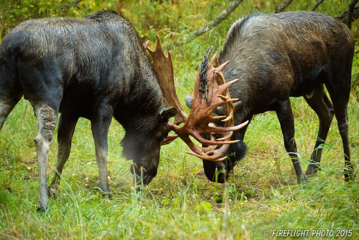 wildlife;Bull Moose;Moose;fight;sparring;Alces alces;Anchorage;Alaska;AK;D4s;2015