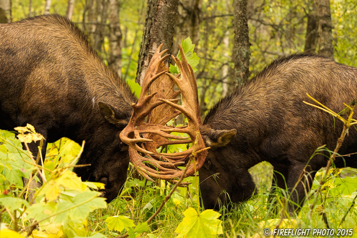 wildlife;Bull Moose;Moose;fight;sparring;Alces alces;Anchorage;Alaska;AK;D4s;2015