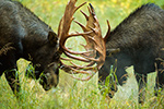 wildlife;Bull-Moose;Moose;fight;sparring;Alces-alces;Anchorage;Alaska;AK;D4s;2015