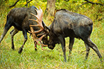 wildlife;Bull-Moose;Moose;fight;sparring;Alces-alces;Anchorage;Alaska;AK;D4s;2015