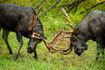 wildlife;Bull-Moose;Moose;fight;sparring;Alces-alces;Anchorage;Alaska;AK;D4s;2015