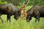 wildlife;Bull-Moose;Moose;fight;sparring;Alces-alces;Anchorage;Alaska;AK;D4s;2015