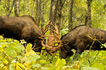 wildlife;Bull-Moose;Moose;fight;sparring;Alces-alces;Anchorage;Alaska;AK;D4s;2015