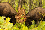 wildlife;Bull-Moose;Moose;fight;sparring;Alces-alces;Anchorage;Alaska;AK;D4s;2015