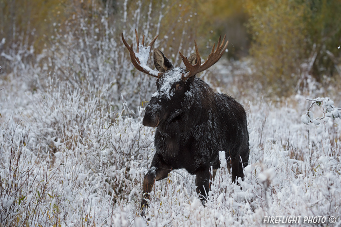 wildlife;Bull Moose;Moose;Alces alces;Snake River;snow;Grand Teton;WY;D4;2013