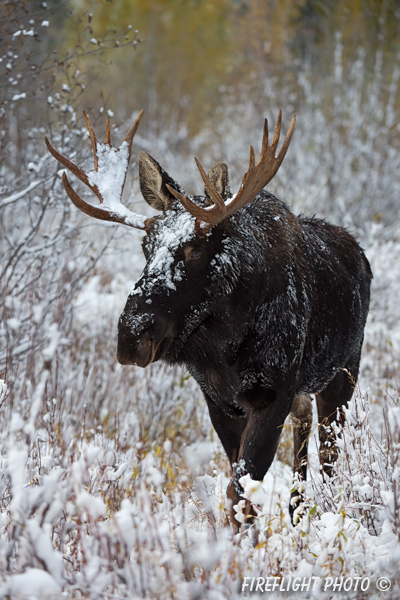 wildlife;Bull Moose;Moose;Alces alces;Snake River;snow;Grand Teton;WY;D4;2013