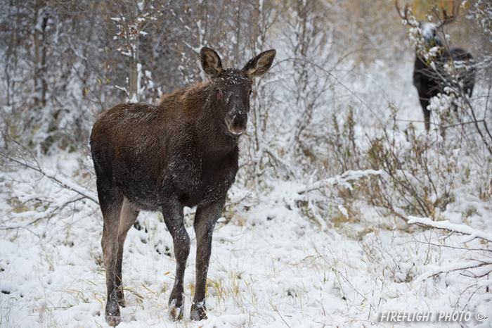 wildlife;Calf;Bull Moose;Moose;Alces alces;Snake River;snow;Grand Teton;WY;D4;2013