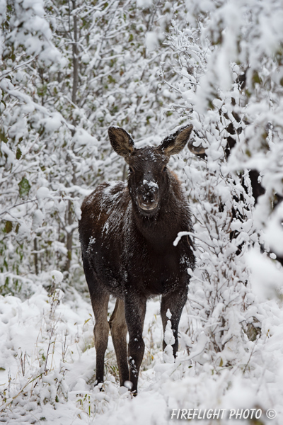 wildlife;Calf Moose;Moose;Alces alces;Snake River;Calf;snow;Grand Teton;WY;D4;2013