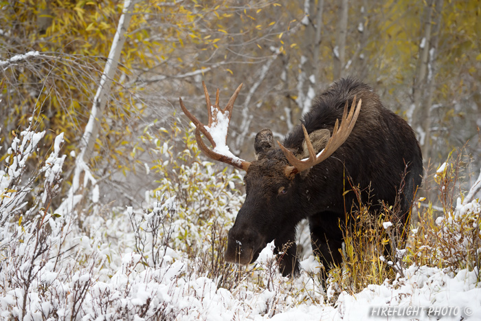wildlife;Bull Moose;Moose;Alces alces;Snake River;snow;Grand Teton;WY;D4;2013
