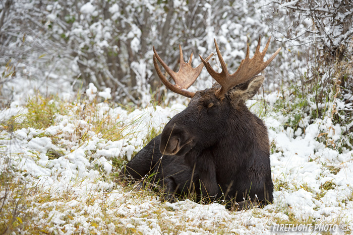 wildlife;Bull Moose;Moose;Alces alces;Snake River;bedded down;snow;Grand Teton;WY;D4;2013