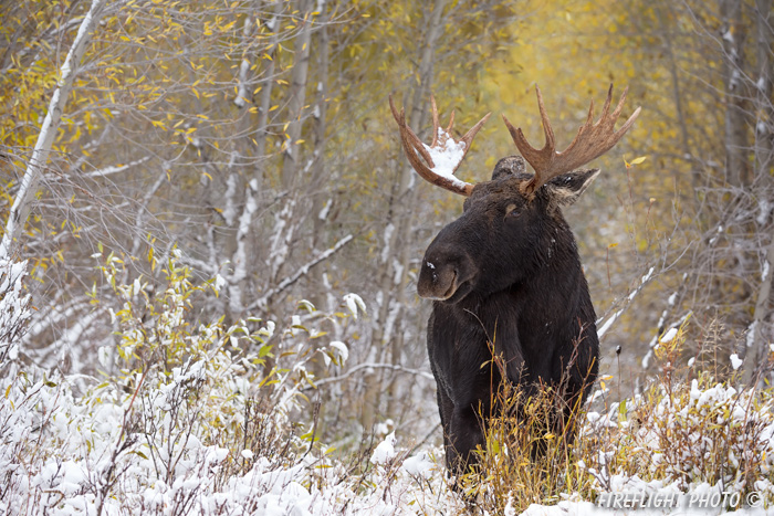 wildlife;Bull Moose;Moose;Alces alces;Snake River;snow;foliage;Grand Teton;WY;D4;2013