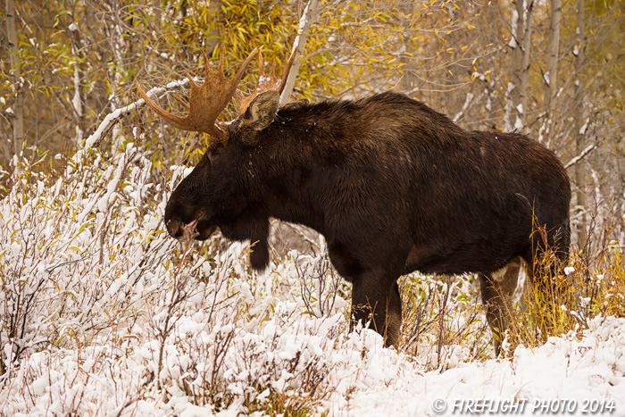 wildlife;Bull Moose;Moose;Alces alces;Snake River;snow;foliage;Grand Teton;WY;D4;2013