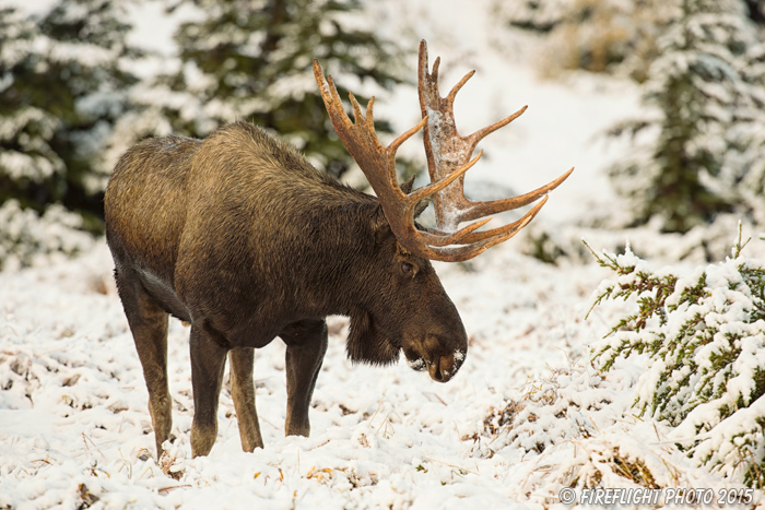 wildlife;Bull Moose;Moose;Alces alces;snow;Anchorage;Alaska;AK;D4s;2015