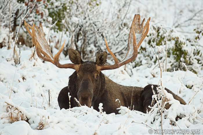 wildlife;Bull Moose;Moose;Alces alces;bedded down;snow;Anchorage;Alaska;AK;D4s;2015