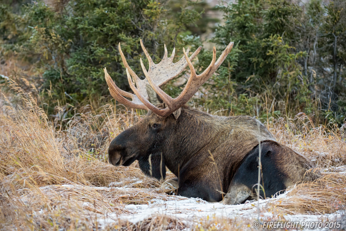 wildlife;Bull Moose;Moose;Alces alces;bedded down;Snow;Chugach SP;Alaska;AK;D4s;2015