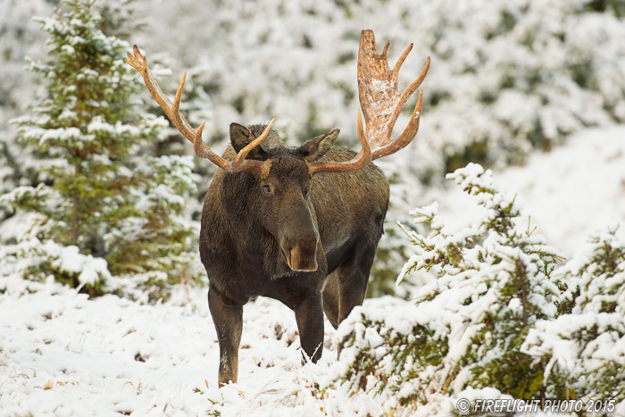 wildlife;Bull Moose;Moose;Alces alces;cow;snow;Anchorage;Alaska;AK;D4s;2015