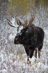 wildlife;Bull-Moose;Moose;Alces-alces;Snake-River;snow;Grand-Teton;WY;D4;2013
