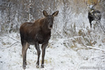 wildlife;Calf;Bull-Moose;Moose;Alces-alces;Snake-River;snow;Grand-Teton;WY;D4;2013