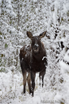 wildlife;Calf-Moose;Moose;Alces-alces;Snake-River;Calf;snow;Grand-Teton;WY;D4;2013