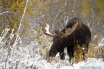 wildlife;Bull-Moose;Moose;Alces-alces;Snake-River;snow;Grand-Teton;WY;D4;2013