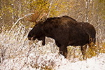 wildlife;Bull-Moose;Moose;Alces-alces;Snake-River;snow;foliage;Grand-Teton;WY;D4;2013
