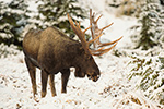 wildlife;Bull-Moose;Moose;Alces-alces;snow;Anchorage;Alaska;AK;D4s;2015