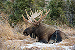 wildlife;Bull-Moose;Moose;Alces-alces;bedded-down;Snow;Chugach-SP;Alaska;AK;D4s;2015