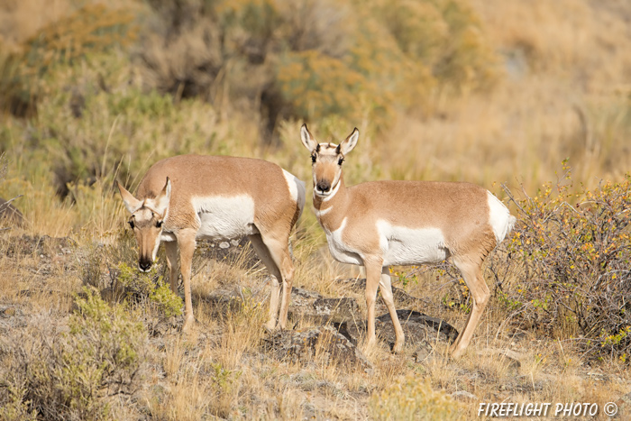 wildlife;pronghorn;Antilocapra americana;yellowstone;grazing;Wyoming;D4