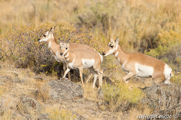 wildlife;pronghorn;Antilocapra americana;yellowstone;grazing;Wyoming;D4