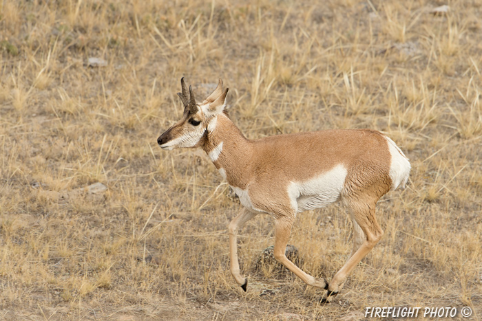 wildlife;pronghorn;Antilocapra americana;yellowstone;buck;running;Wyoming;D4