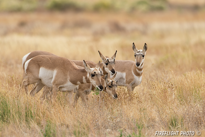 wildlife;pronghorn;Antilocapra americana;yellowstone;grazing;Wyoming;D4