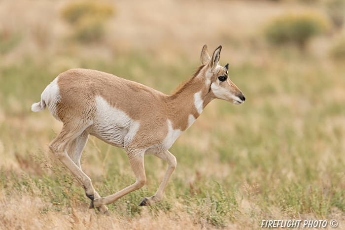 wildlife;pronghorn;Antilocapra americana;yellowstone;buck;running;Wyoming;D4