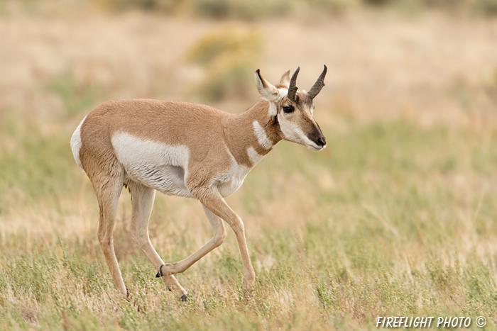 wildlife;pronghorn;Antilocapra americana;yellowstone;buck;running;Wyoming;D4