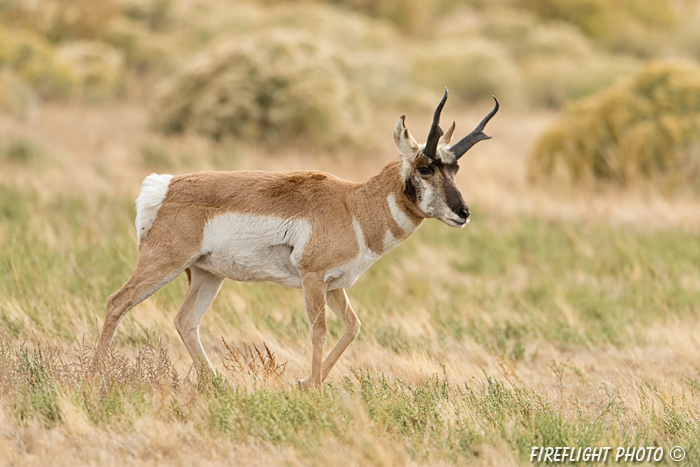 wildlife;pronghorn;Antilocapra americana;yellowstone;buck;grass;Wyoming;D4