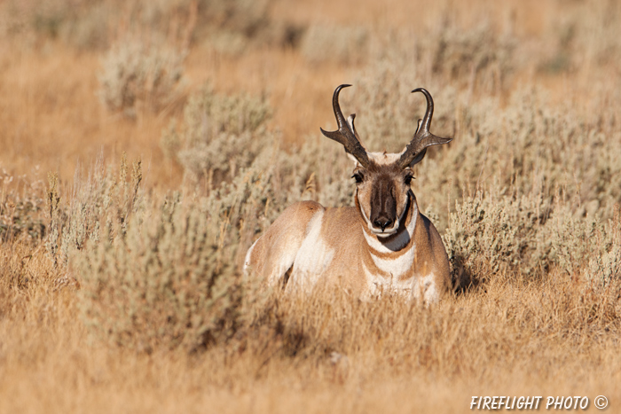 wildlife;pronghorn;Antilocapra americana;yellowstone;buck;bedded down;Wyoming;D4