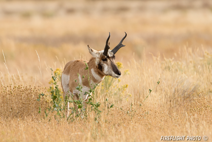 wildlife;pronghorn;Antilocapra americana;yellowstone;buck;grazing;Wyoming;D4