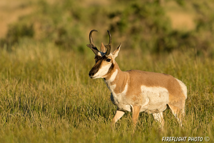 wildlife;pronghorn;Antilocapra americana;yellowstone;buck;grazing;Wyoming;D4