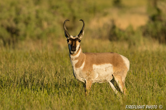 wildlife;pronghorn;Antilocapra americana;yellowstone;buck;grazing;Wyoming;D4